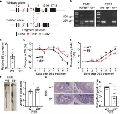 Btbd8 deficiency reduces susceptibility to colitis by enhancing intestinal barrier function and suppressing inflammation